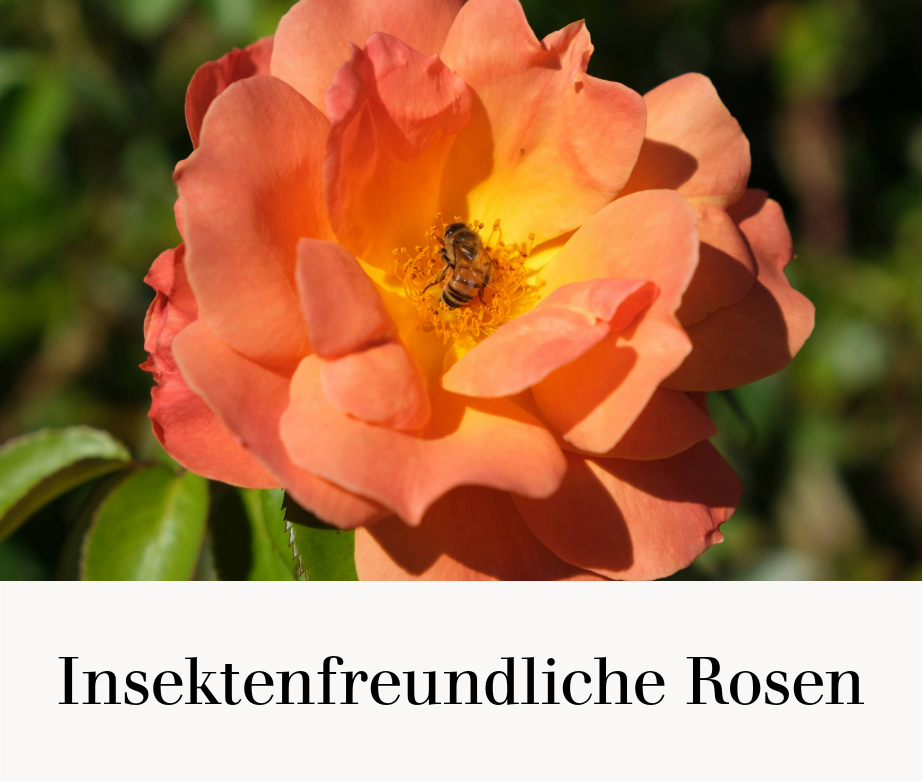 Insektenfreundliche Rosen