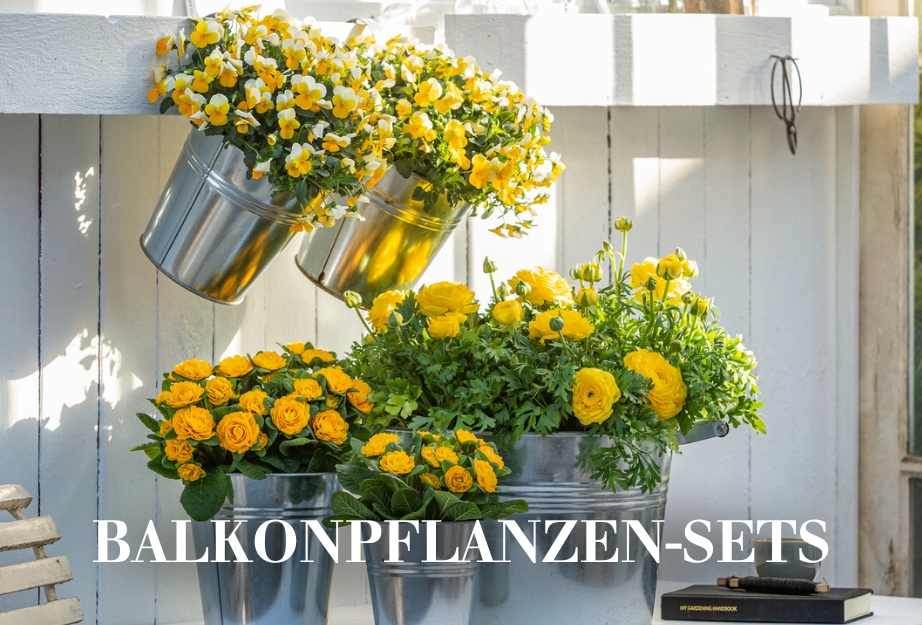 Balkonpflanzen-Sets