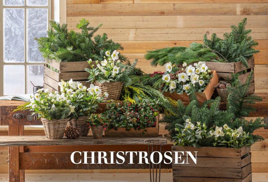 Christrosen