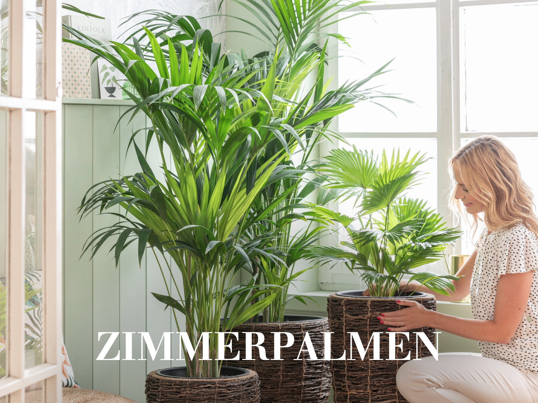 Zimmerpalmen