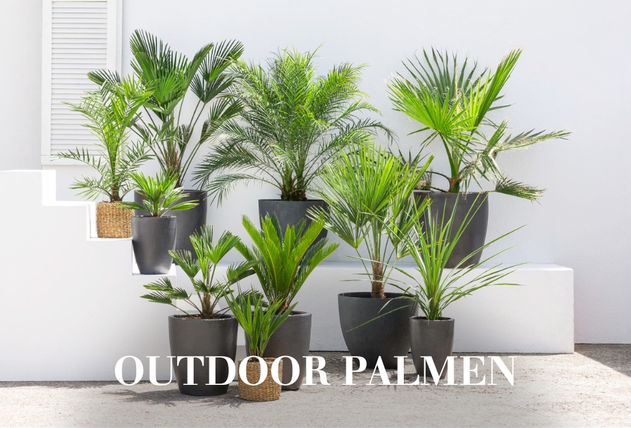 Outdoor Palmen