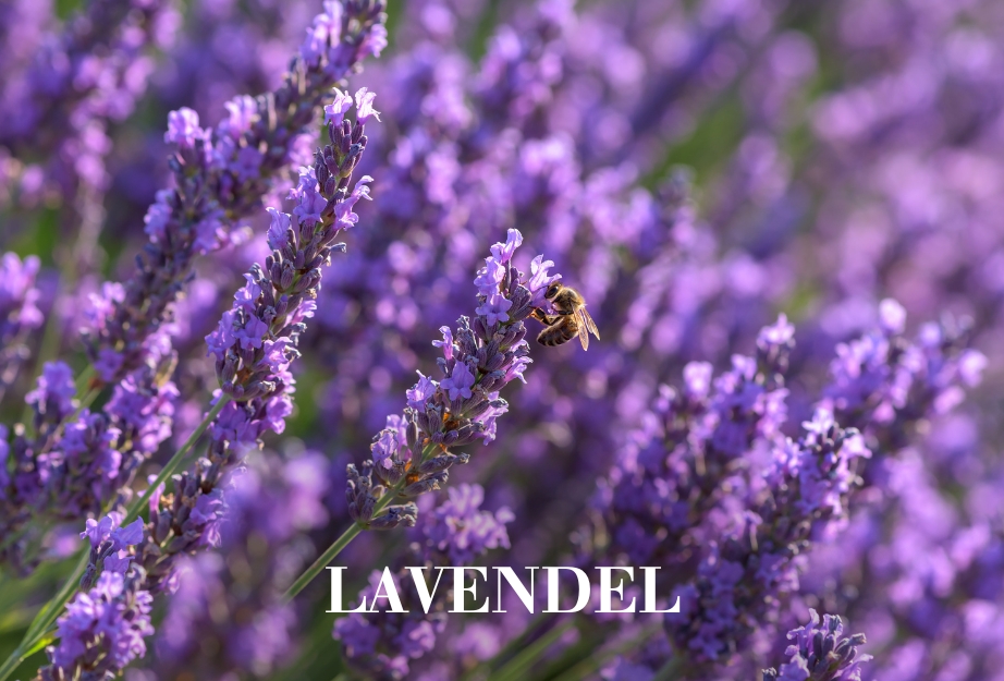Lavendel