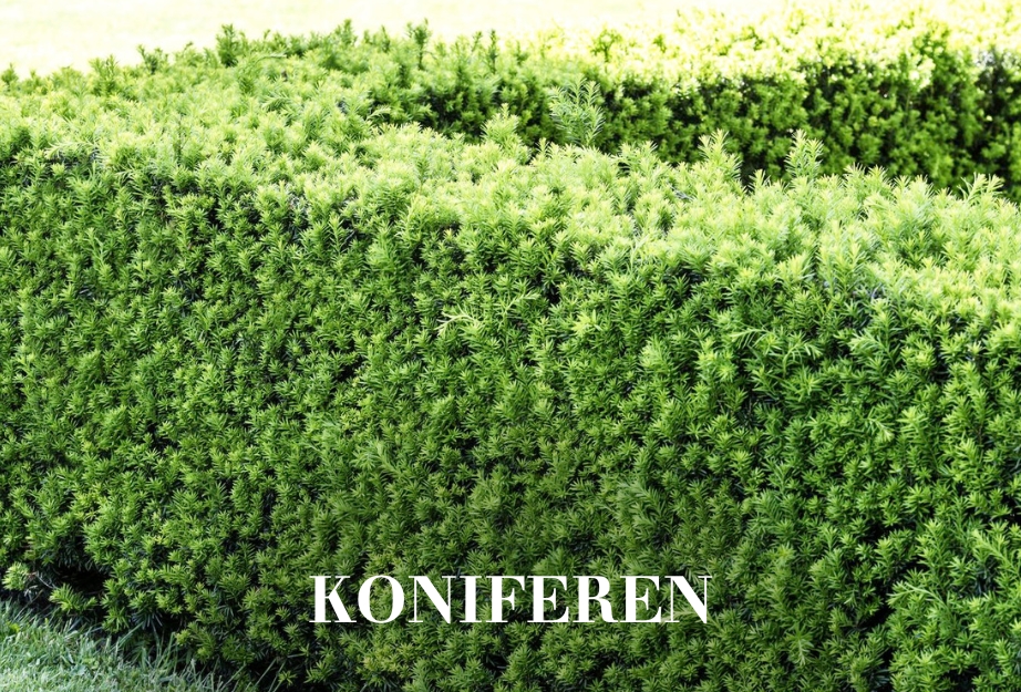 Koniferen