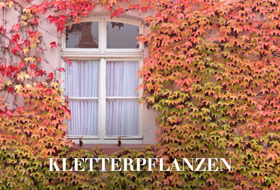 Kletterpflanzen