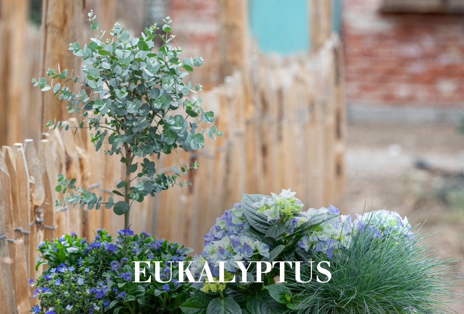Eukalyptus
