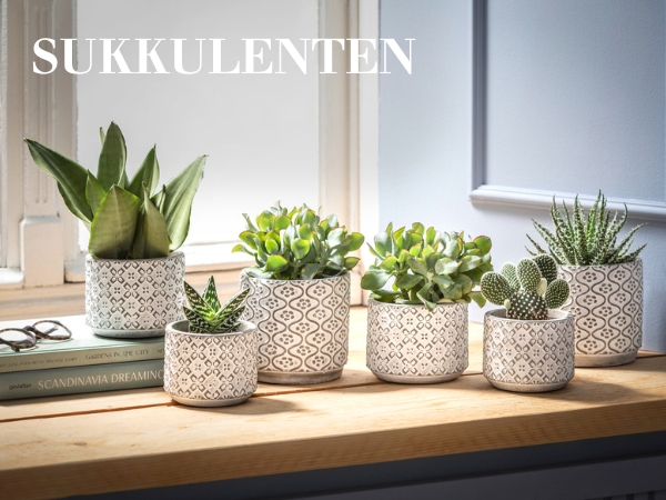 Sukkulenten