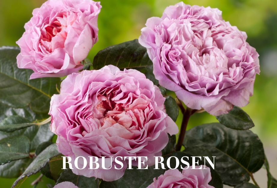 Robuste Rosen