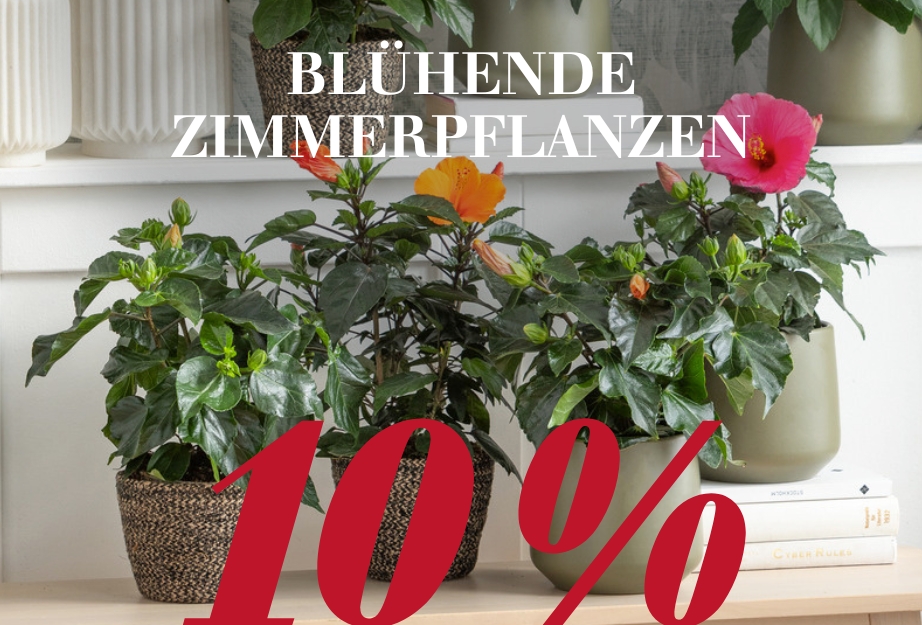 10 % auf Blühende Zimmerpflanzen