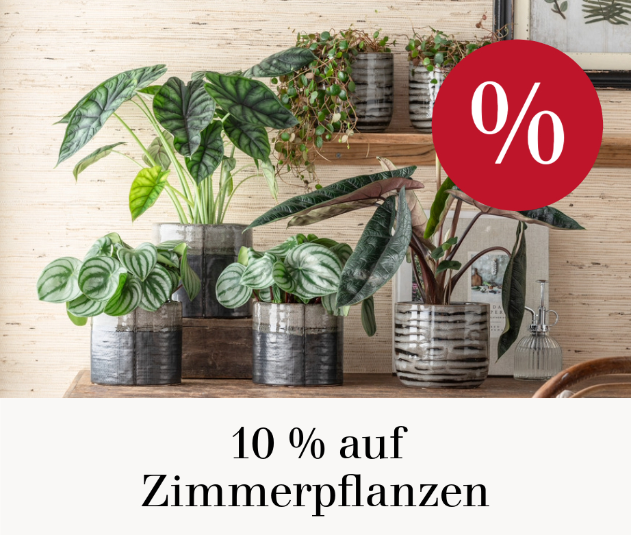 10 % auf Zimmerpflanzen