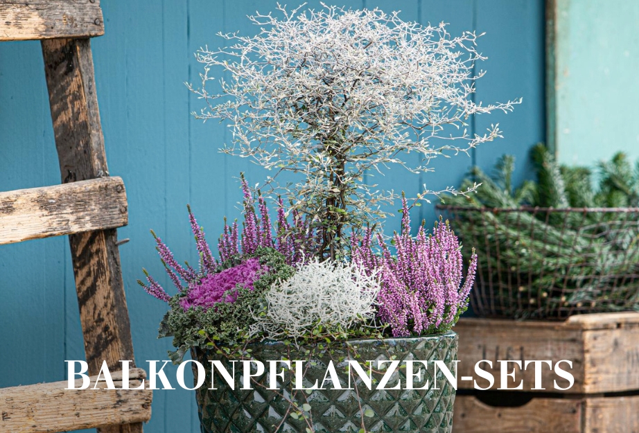 Balkonpflanzen-Sets