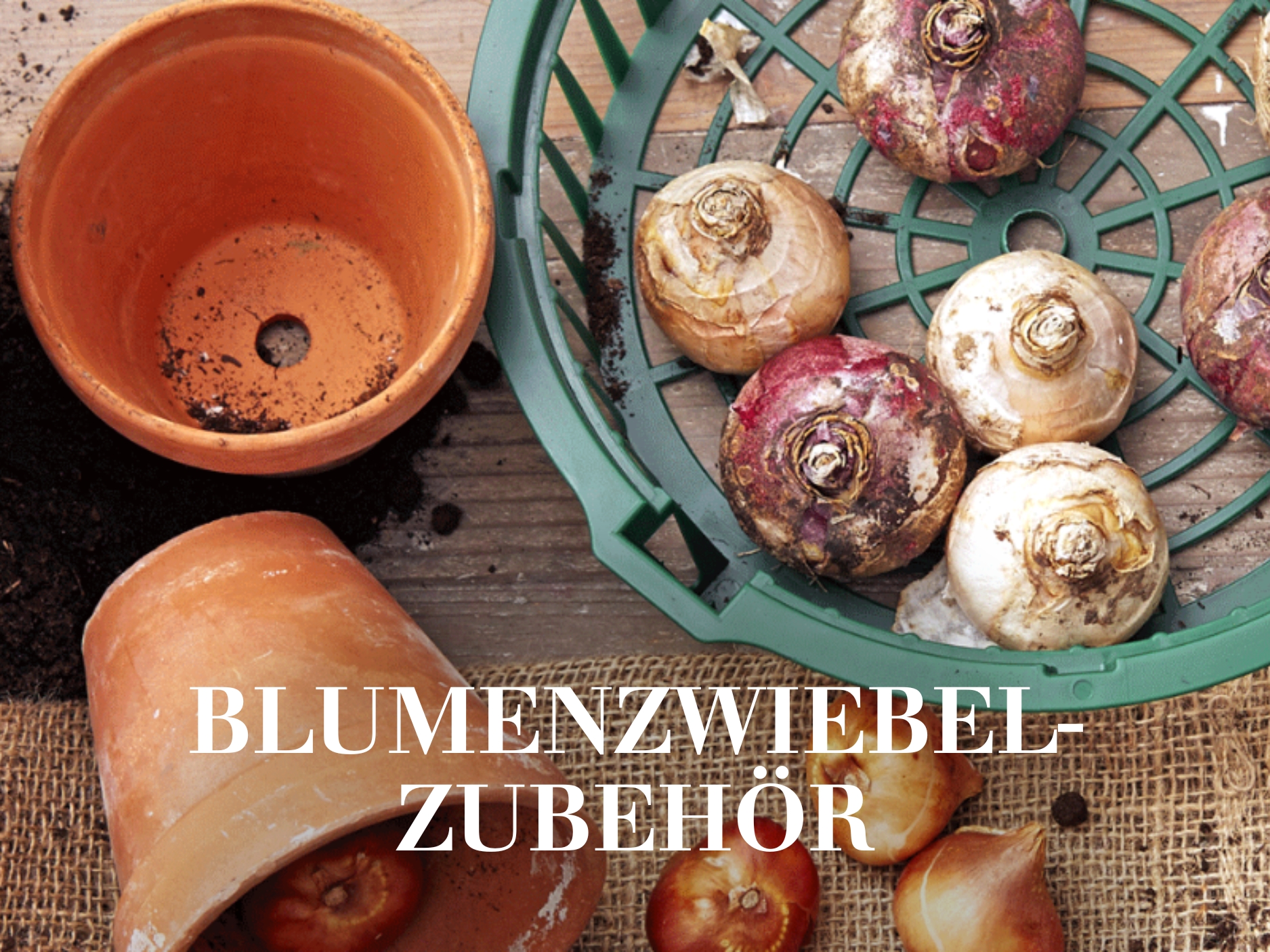 Blumenzwiebel-Zubehör