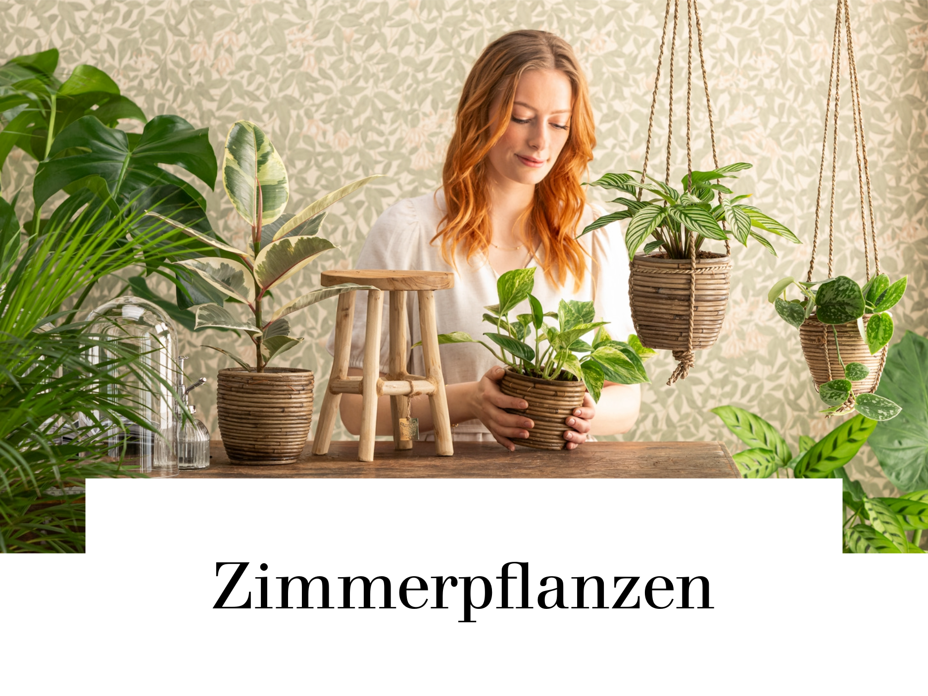 Zimmerpflanzen