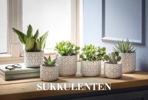 Sukkulenten