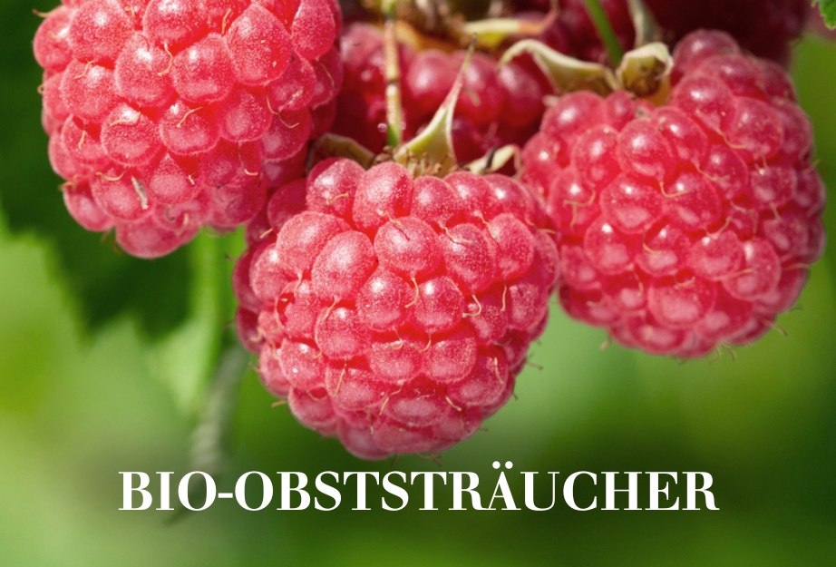 Bio-Obststräucher