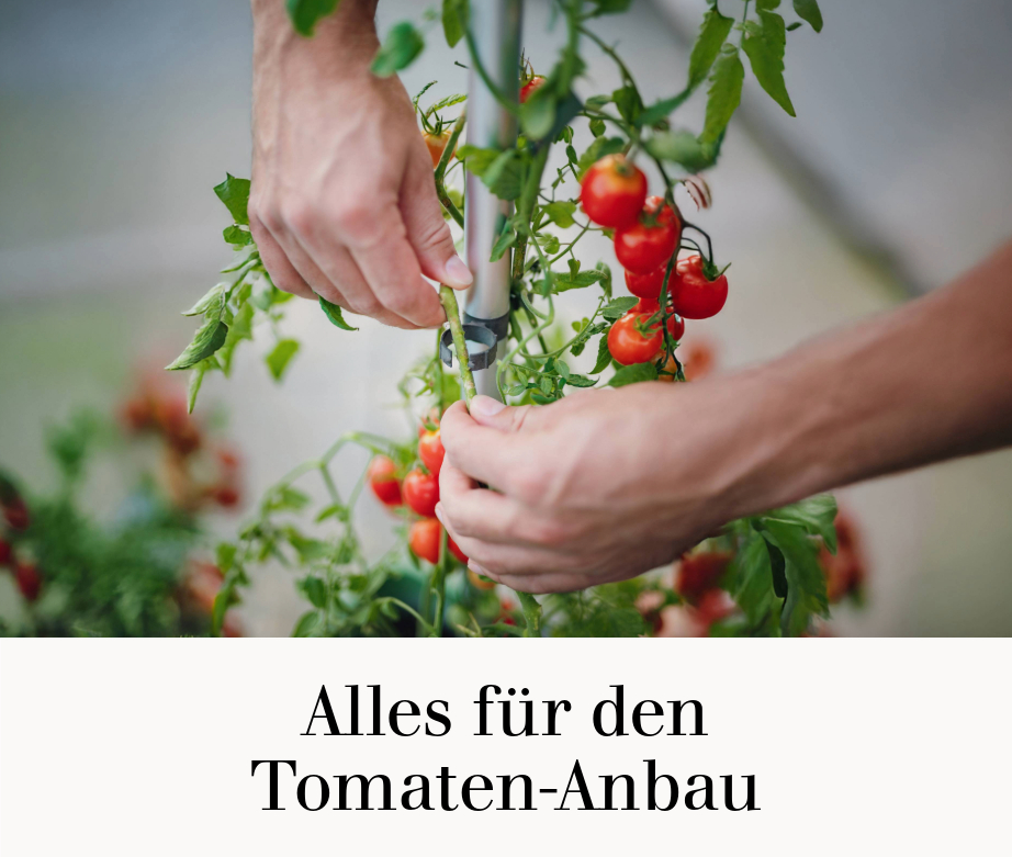 Alles für den Tomaten-Anbau