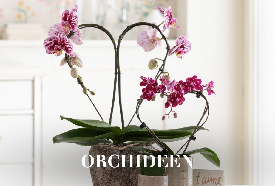 Orchideen zum Valentinstag schenken