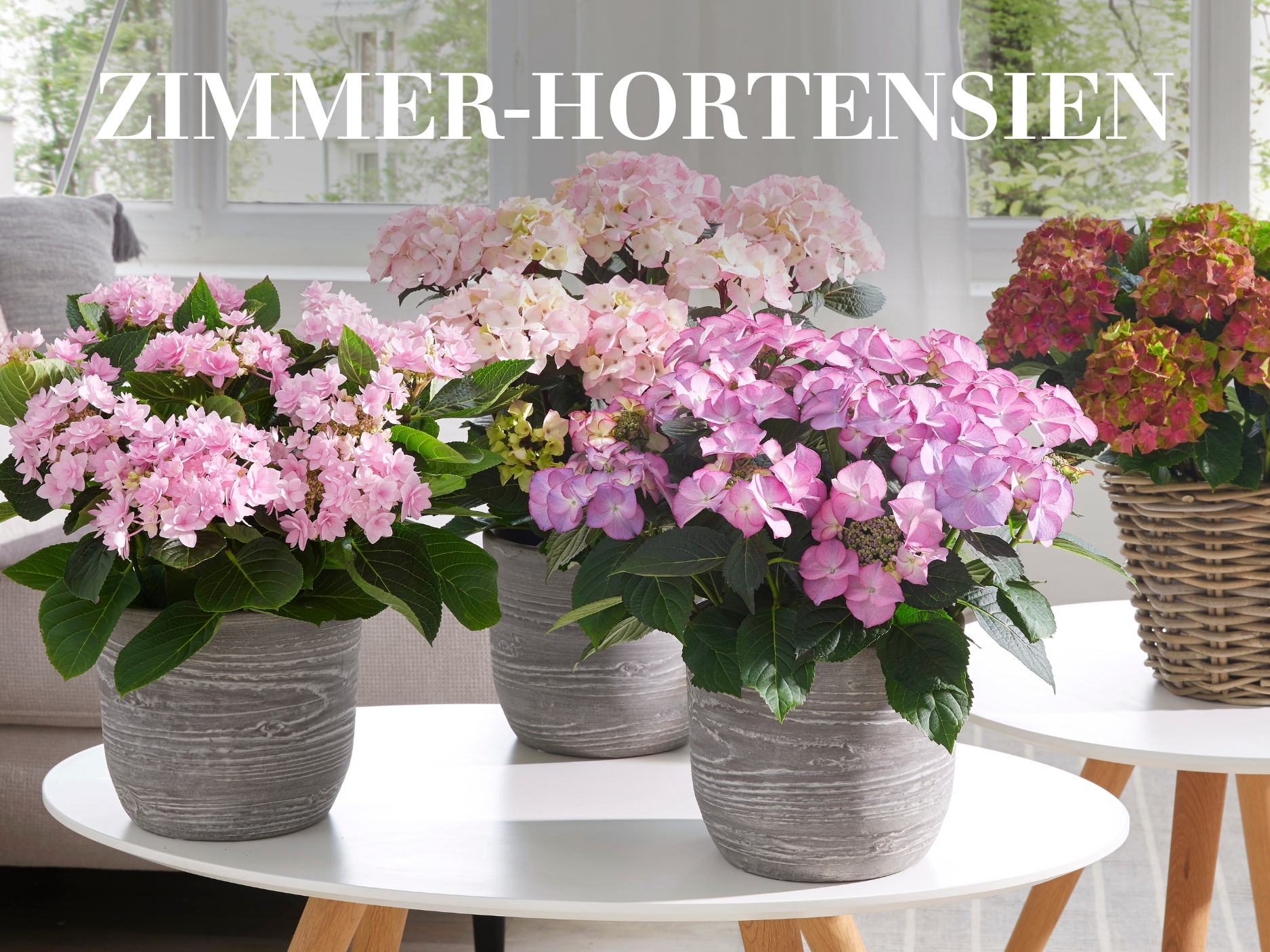 Zimmer-Hortensien