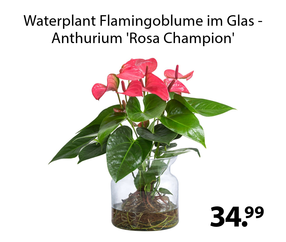 Waterplant Flamingoblume im Glas - Anthurium 'Rosa Champion'