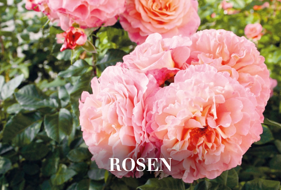 Rosen