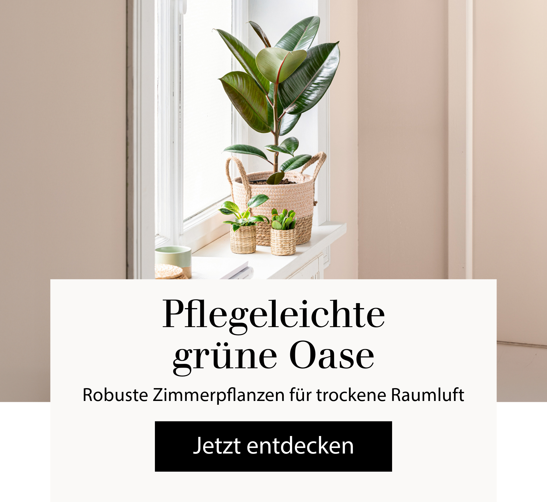 Pflegeleichte grüne Oase - Robuste Pflanzen für trockene Raumluft