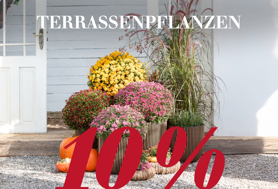 10 % auf Terrassenpflanzen