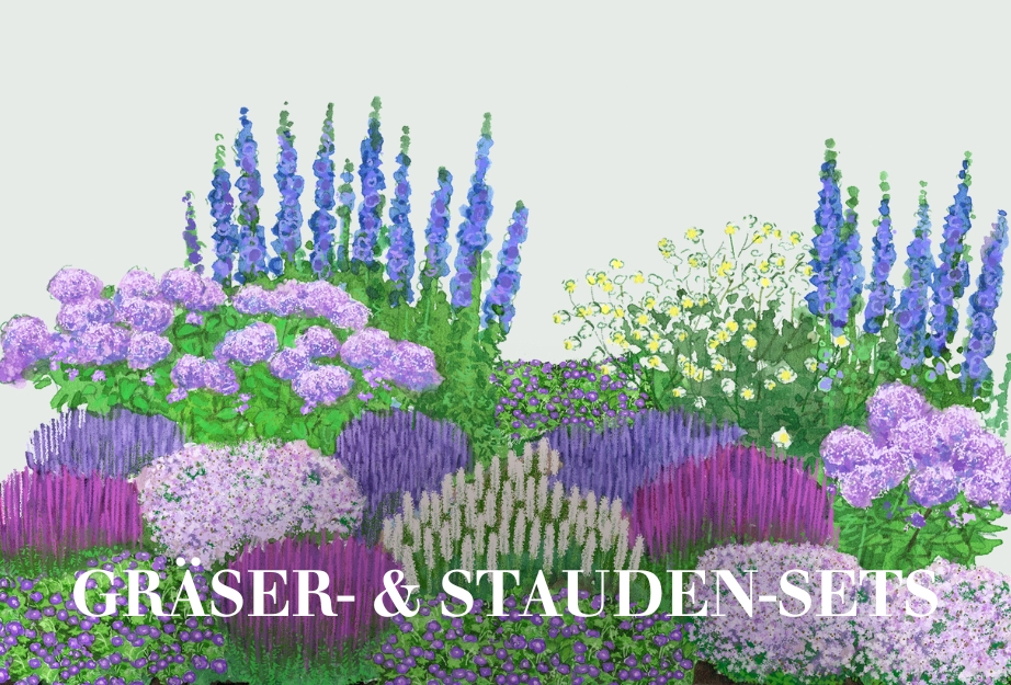 Gräser- & Staudensets