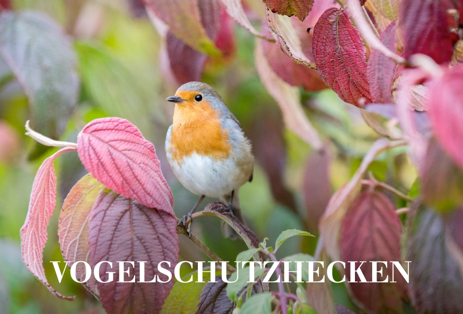 Vogelschutzhecken