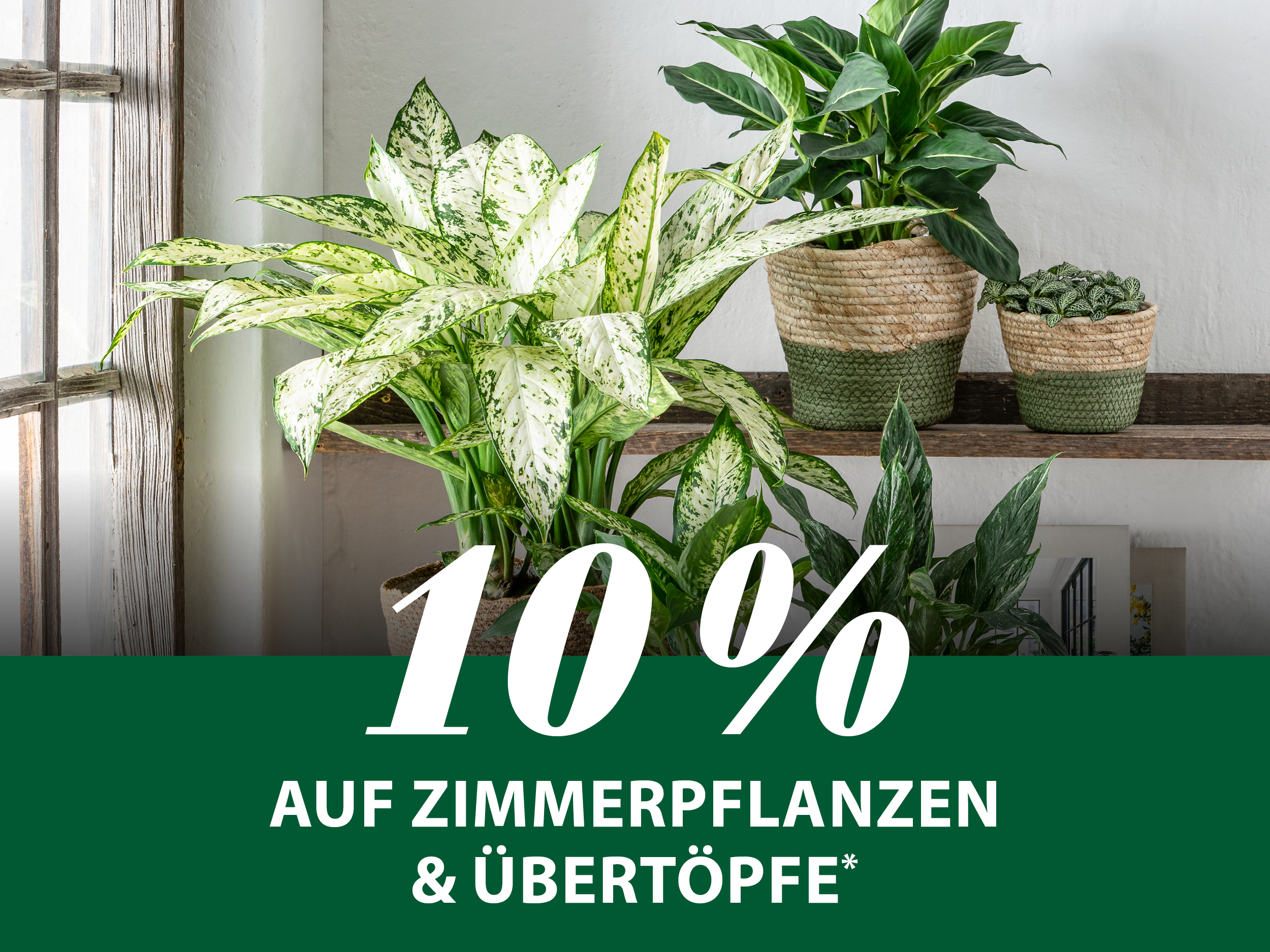 10 % auf Zimmerpflanzen & Übertöpfe*