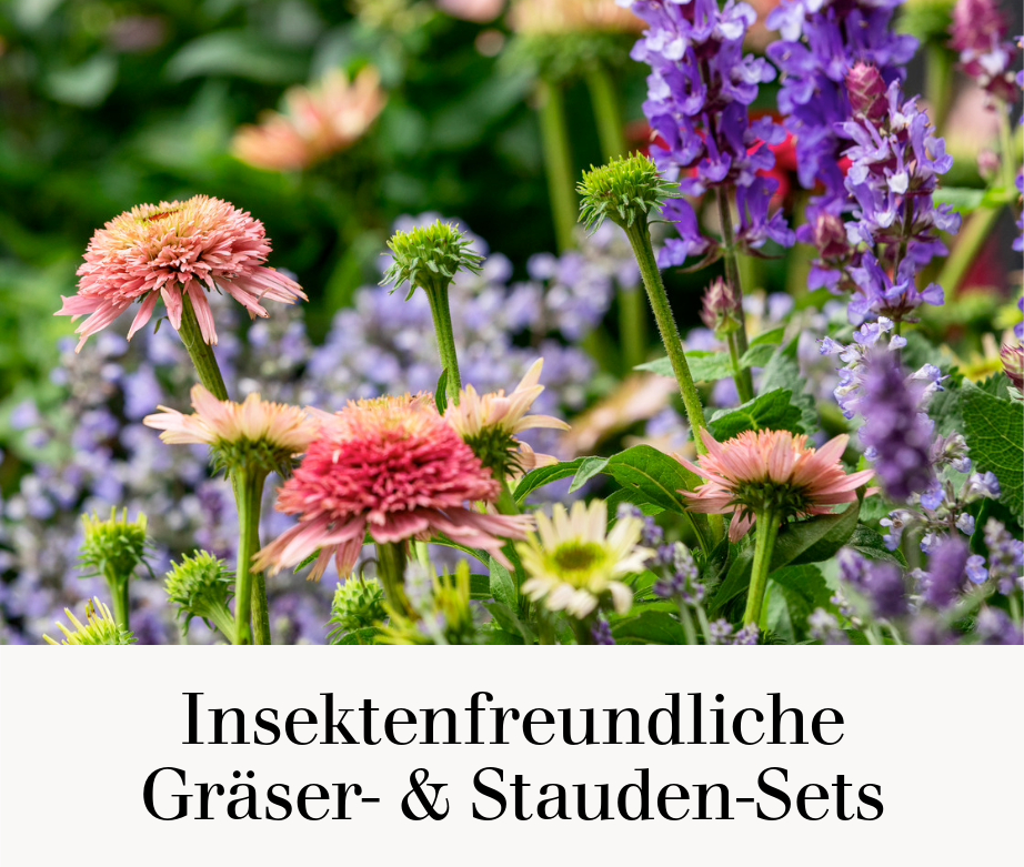 Insektenfreundliche Gräser- & Stauden-Sets