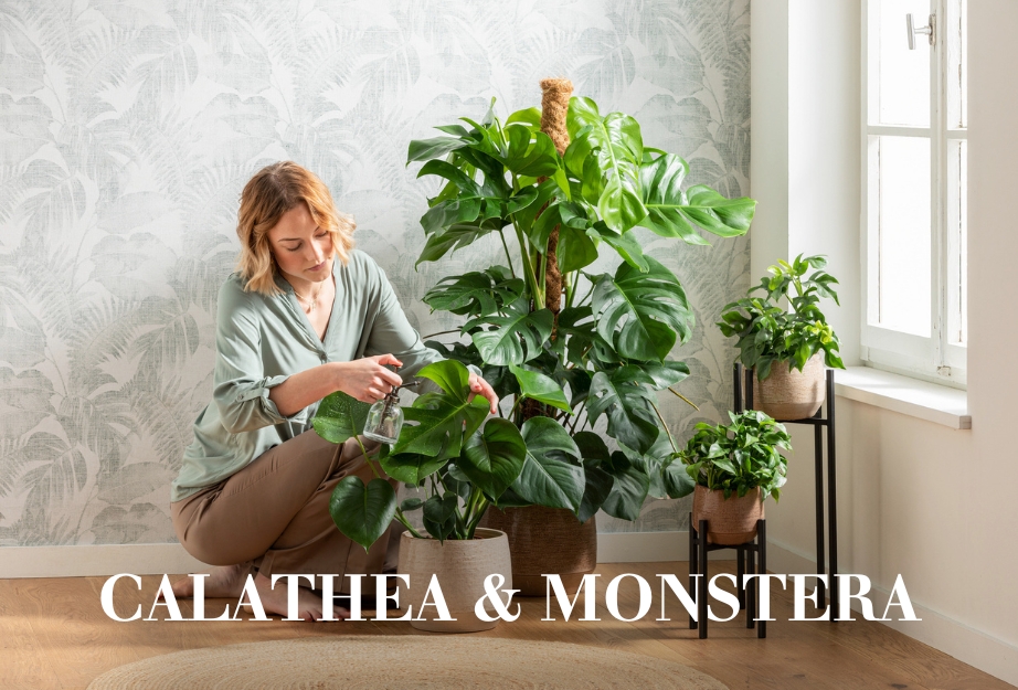 Calathea & Monstera