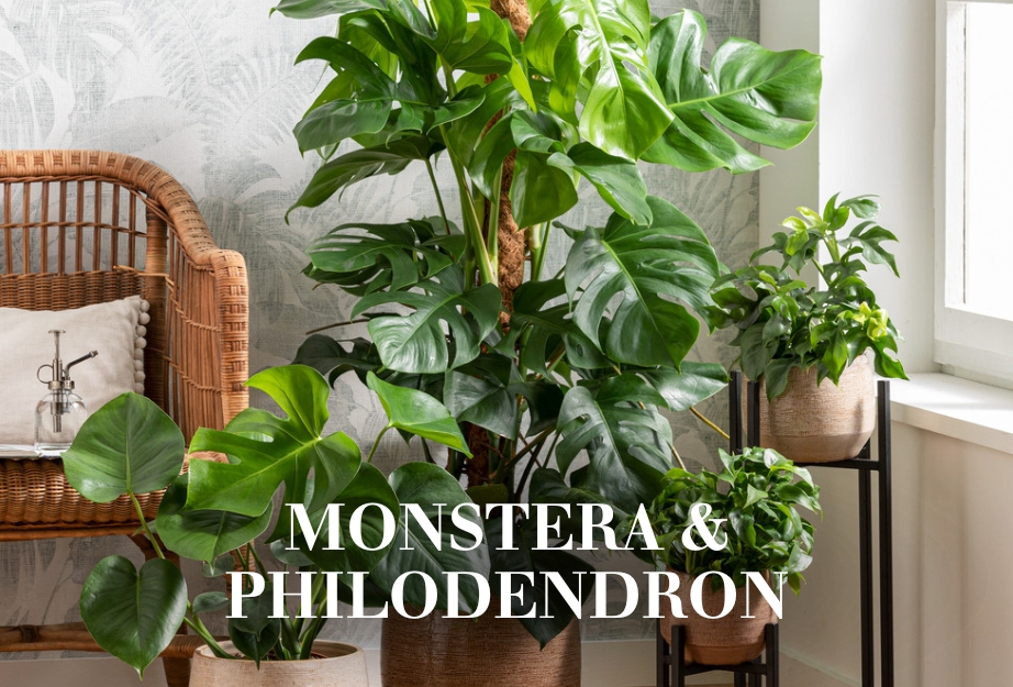 Monstera & Philodendron