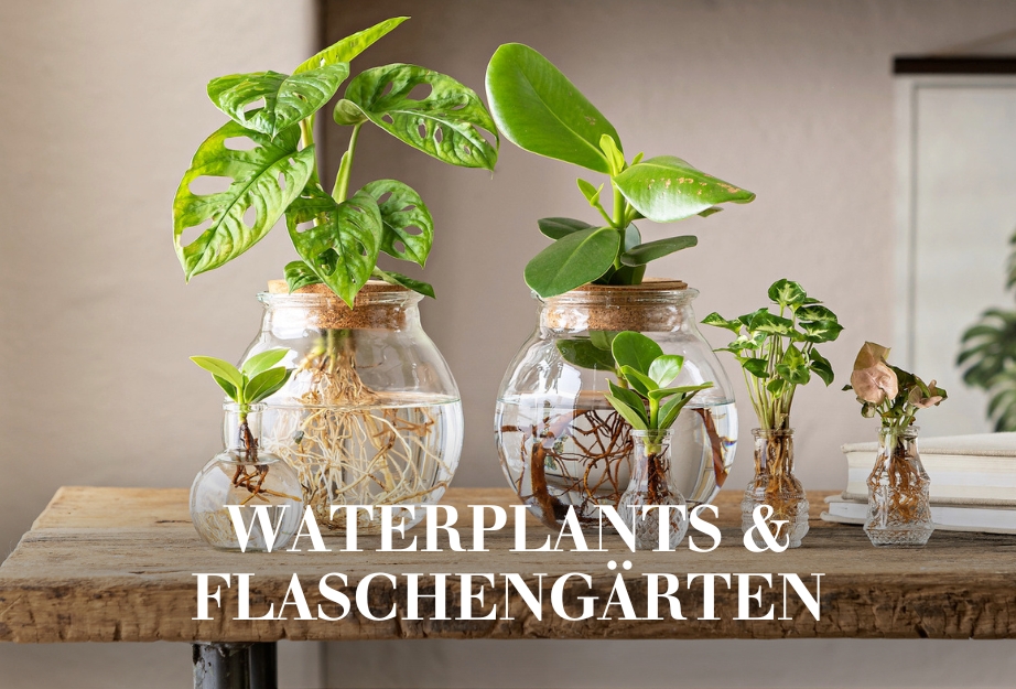 Waterplants & Flaschengärten zum Valentinstag schenken