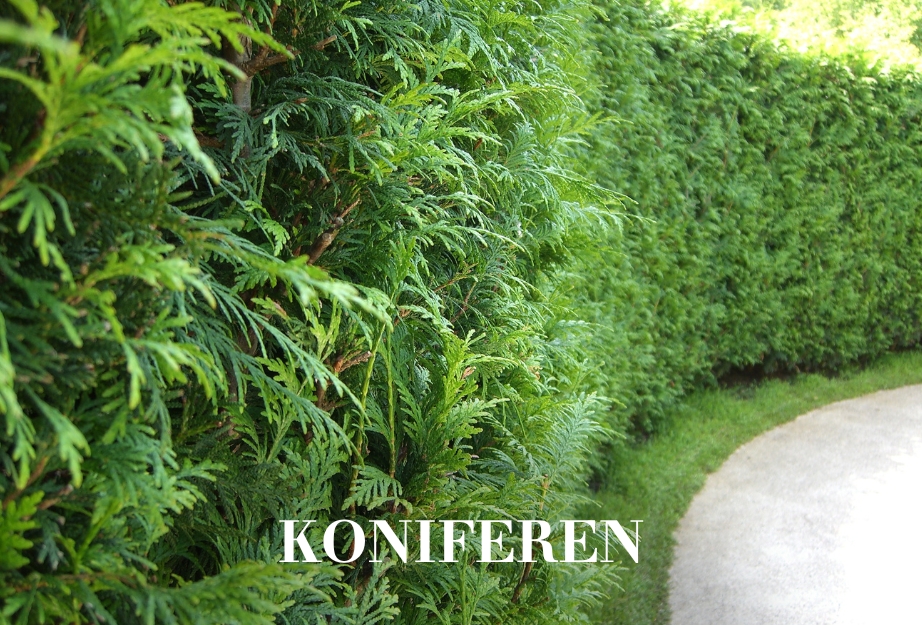 Koniferen