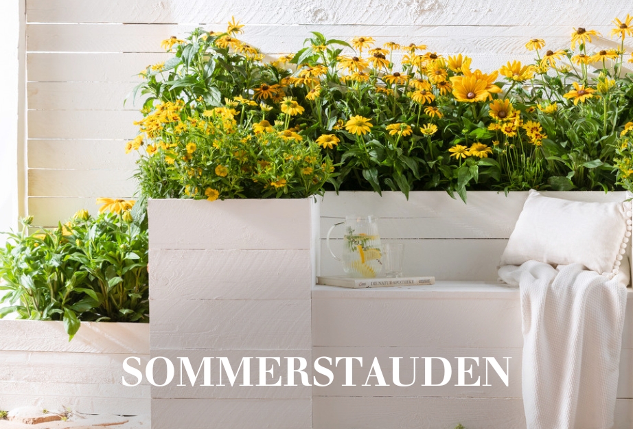 Sommerstauden