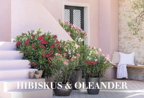 Hibiskus & Oleander