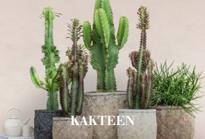 Kakteen