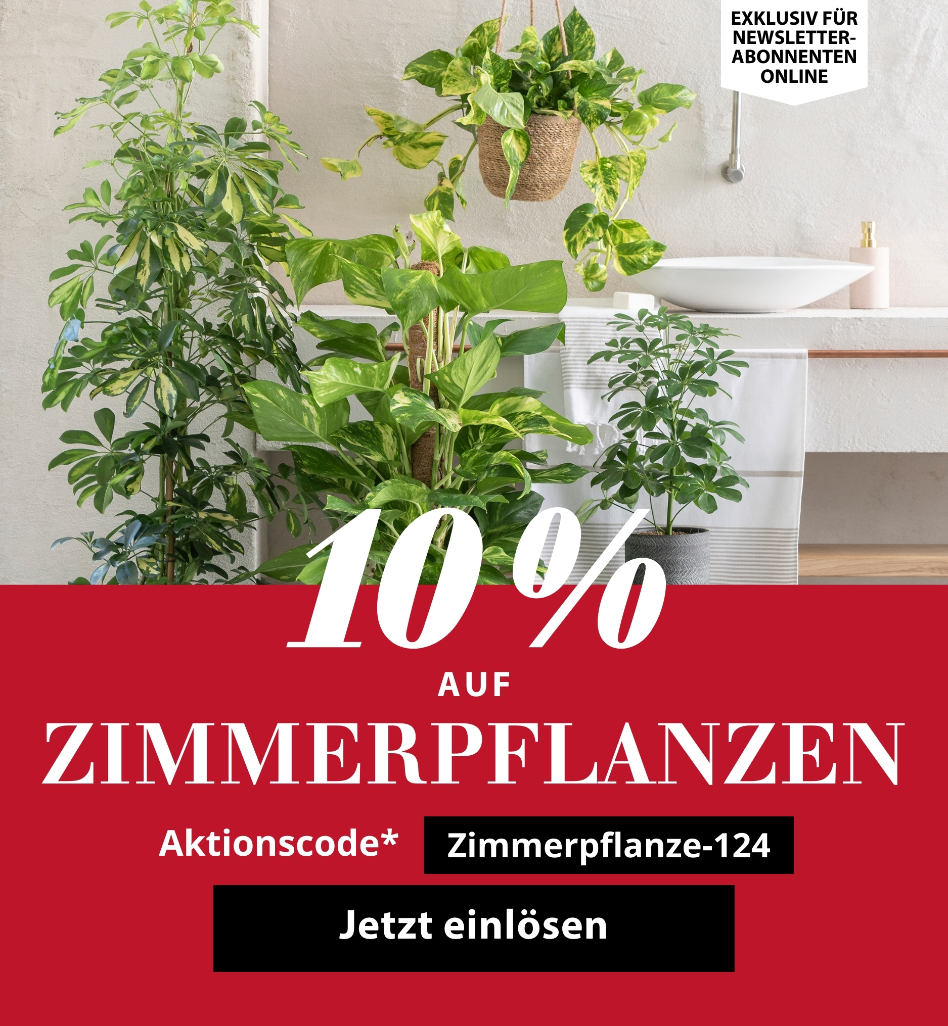 10 % Vorteil zum Tag der Zimmerpflanze