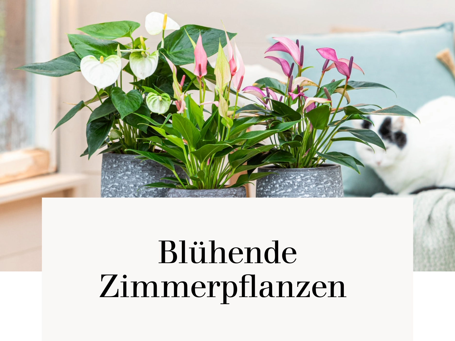 Blühende Zimmerpflanzen
