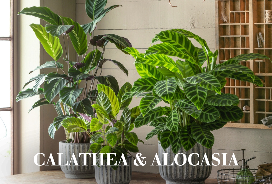 Calathea & Alocasia