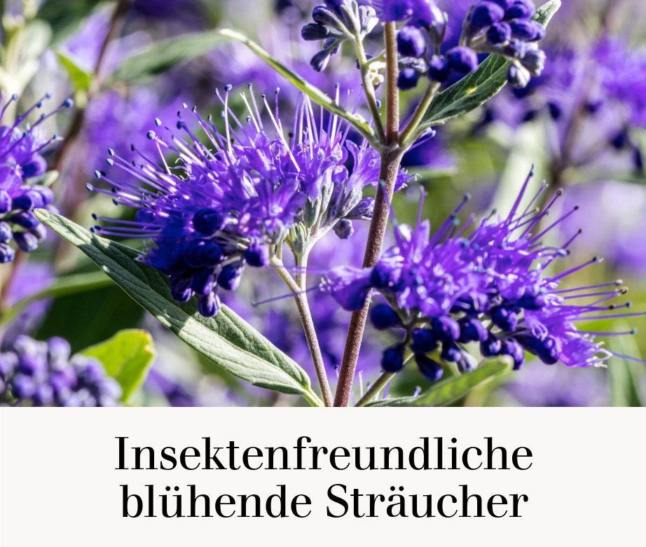 Insektenfreundliche blühende Sträucher