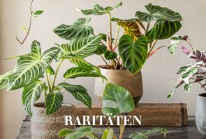 Raritäten