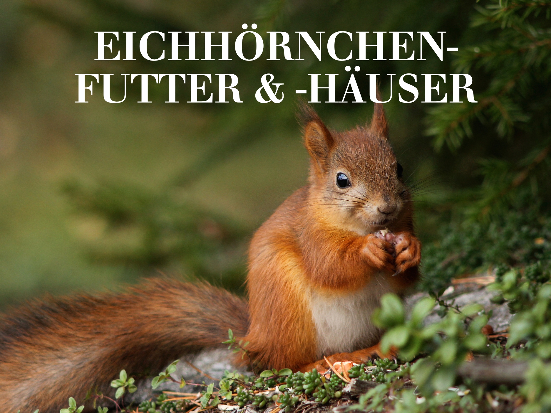 Eichhörnchenfutter & -Häuser