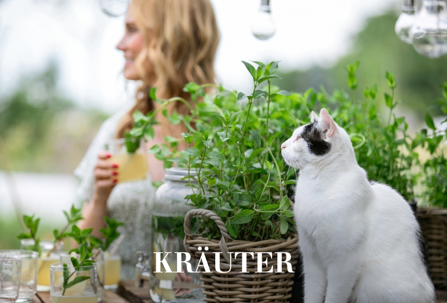 Kräuter