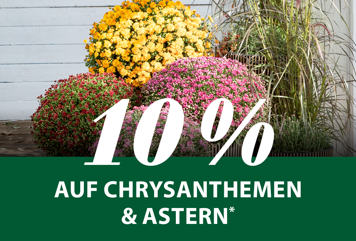 10 % auf Chrysanthemen & Astern*