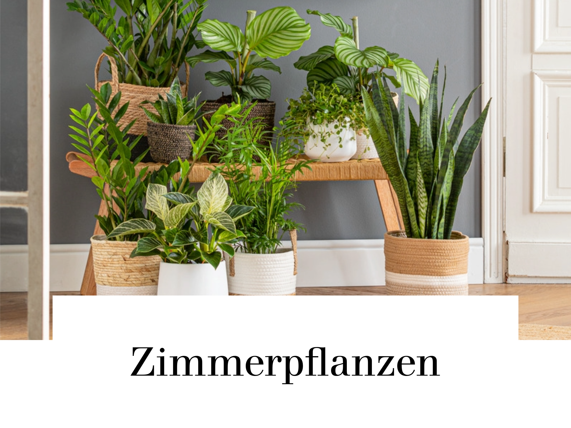 Zimmerpflanzen