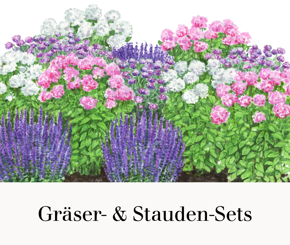 Gräser- & Stauden-Sets