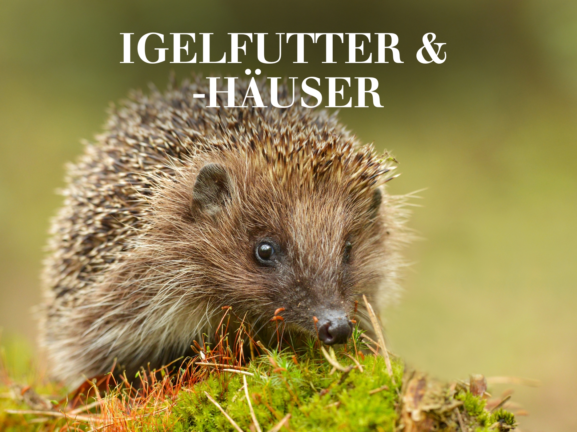 Igelfutter & -Häuser
