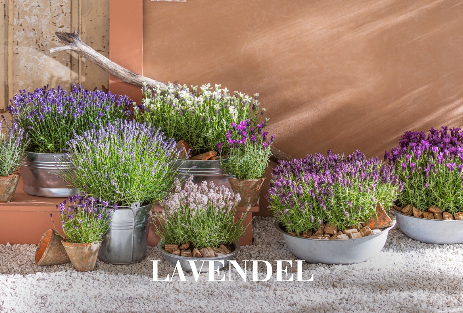 Lavendel