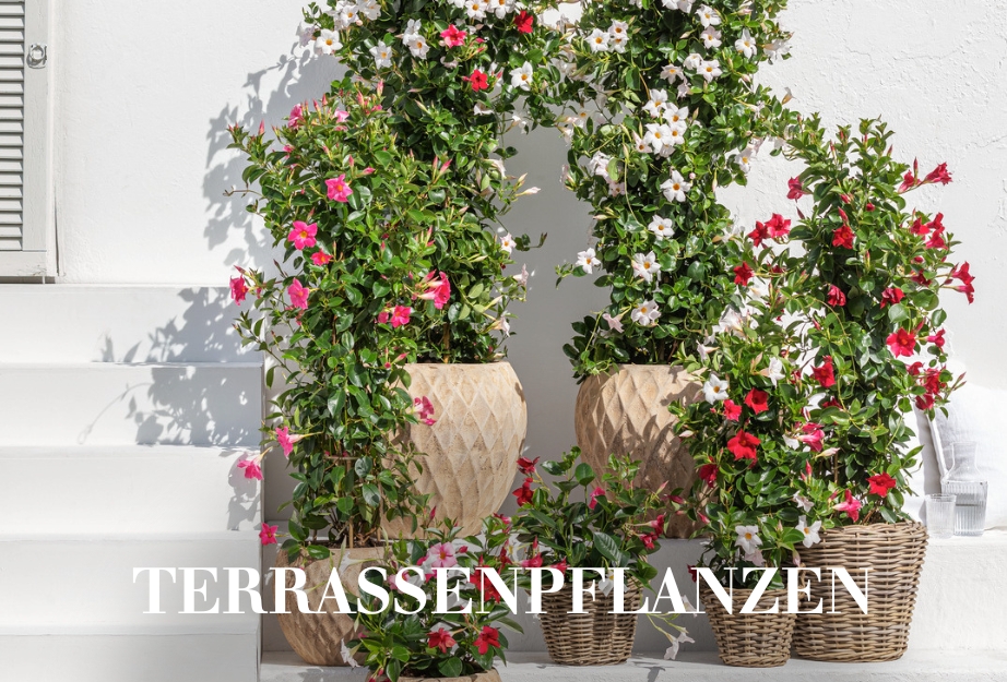 Terrassenpflanzen