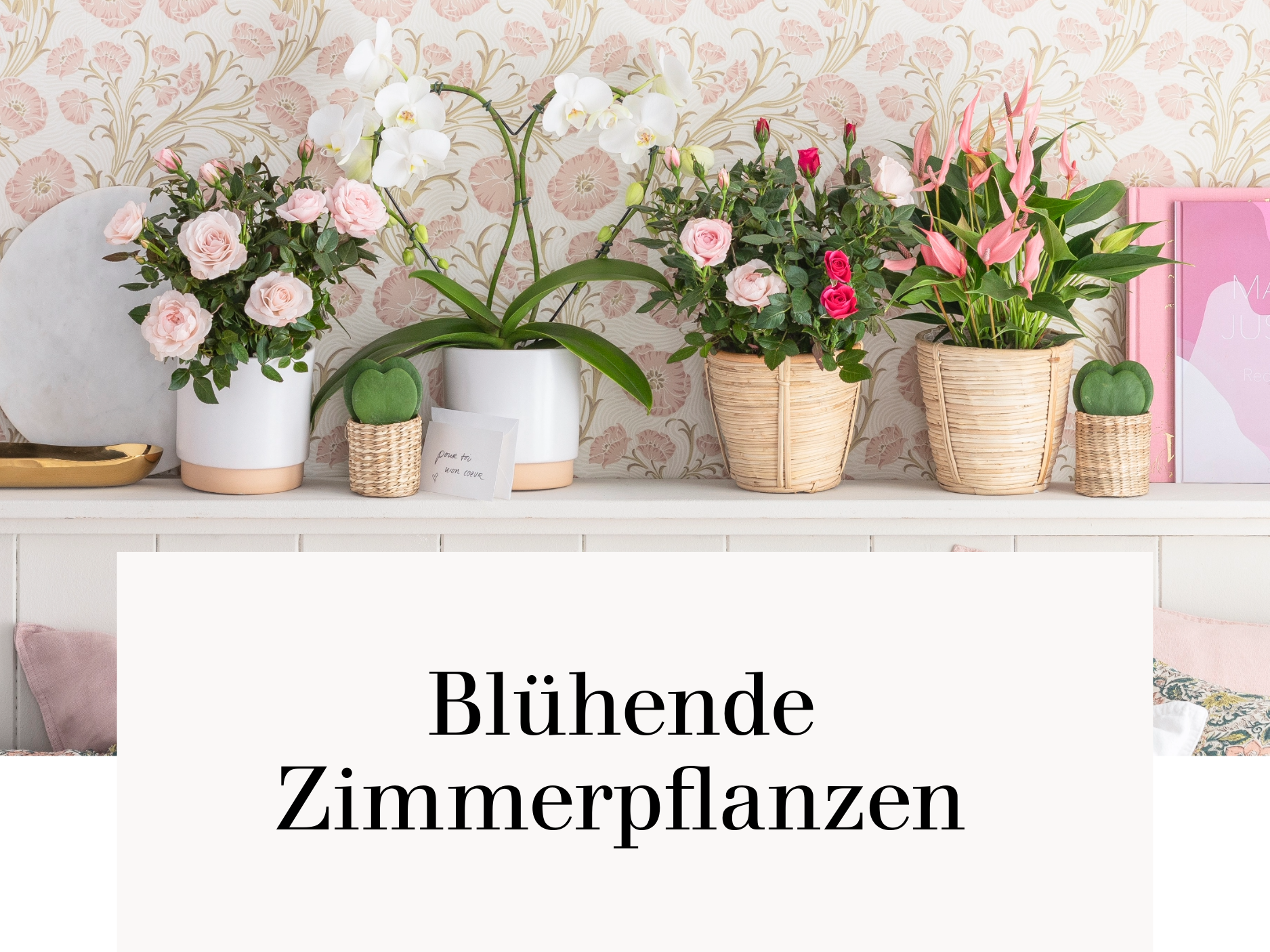 Blühende Zimmerpflanzen